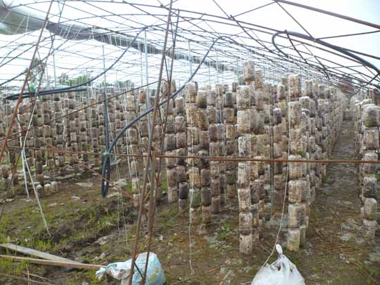 ����ľ��