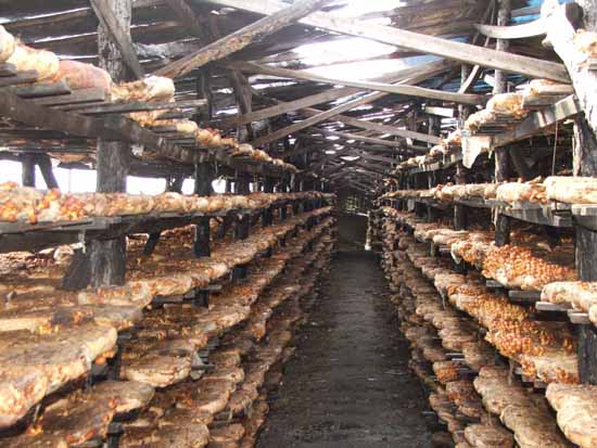 ����Ģ����